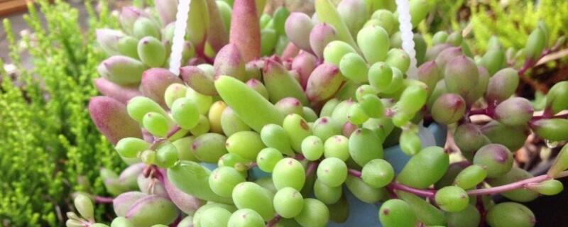 黄花新月多肉怎么养 多肉植物黄花新月功效