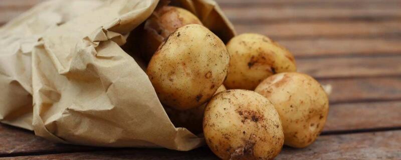 土豆盆栽水培方法 土豆水培种植方法