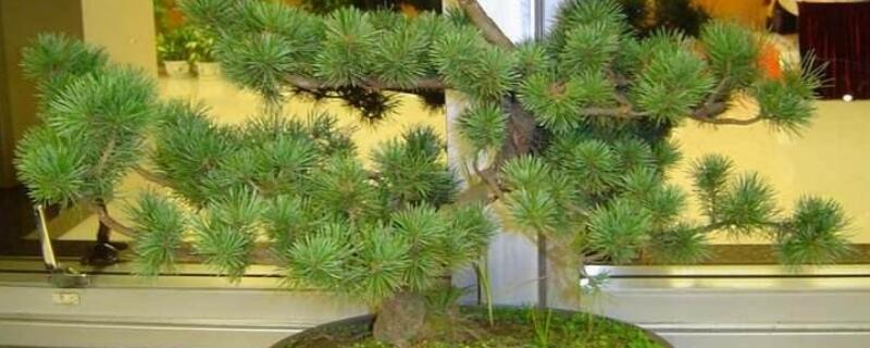 蓬莱松怎么养护 蓬莱松如何养护