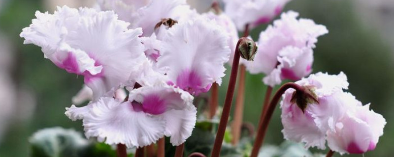 仙客来如何分割球茎 仙客来种球分割