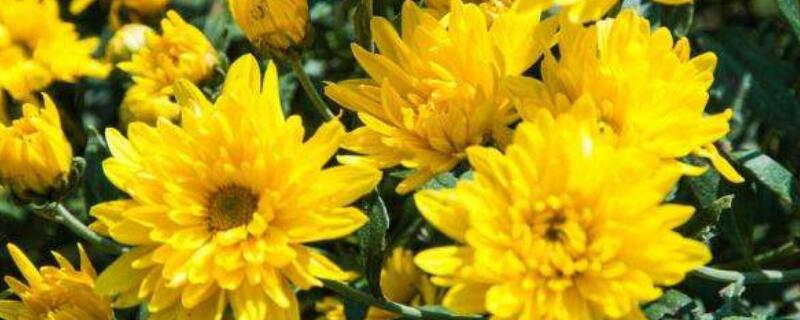 菊花幼苗怎么养（菊花小苗怎么养）