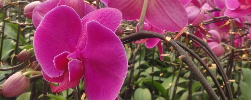 蝴蝶兰抽花箭如何管理（蝴蝶兰抽箭后怎样管理）