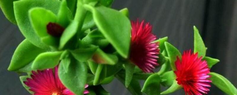 樱花吊兰怎么繁殖 樱桃吊兰怎么养殖方法