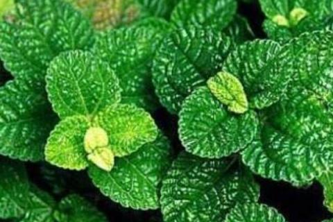 皱叶冷水花叶子焦边