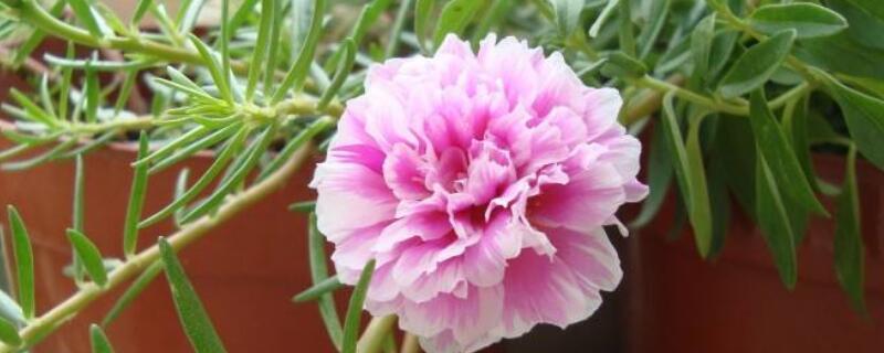 太阳花出芽后怎么养 太阳花播种出芽后,该如何管理