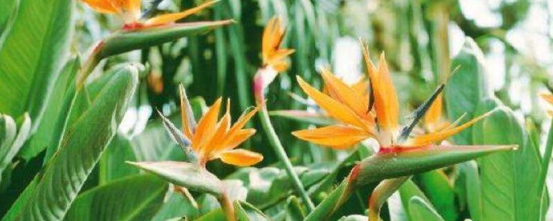 天堂鸟开裂的叶子修复（天堂鸟的叶子裂开怎么办）