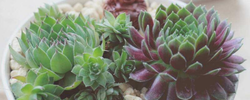 紫牡丹怎么养 紫牡丹怎么养护