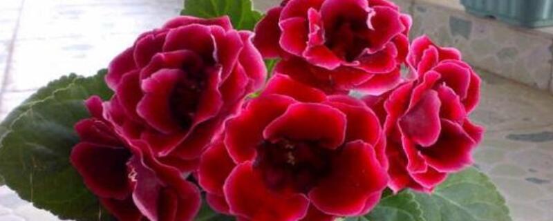 大岩桐叶子用水泡出根（大岩桐叶子用水泡出根视频）