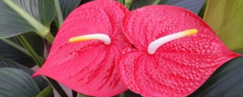 鹅掌花怎么插枝繁殖 白鹅掌花怎么繁殖