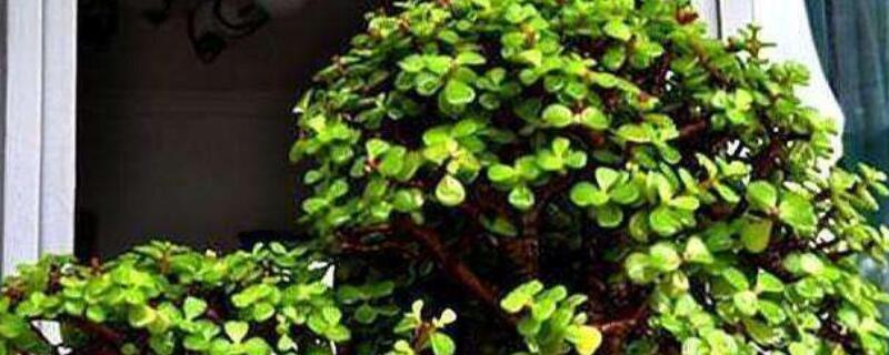 金枝玉叶怎么养掉叶子 金枝玉叶盆栽掉叶子