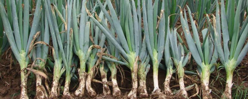 葱种植技术和种植时间（分葱种植技术和种植时间）