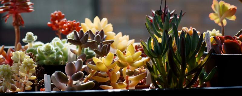 春天多肉植物怎么养(春天怎样养多肉植物)