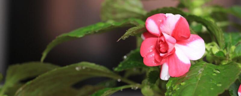 水梅花为什么掉骨朵 水梅花掉骨朵咋回事