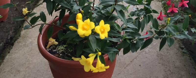 香水茉莉怎么扦插 香水茉莉怎么移栽