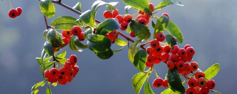 吉祥果的养殖方法和注意事项 吉祥果怎么养殖方法