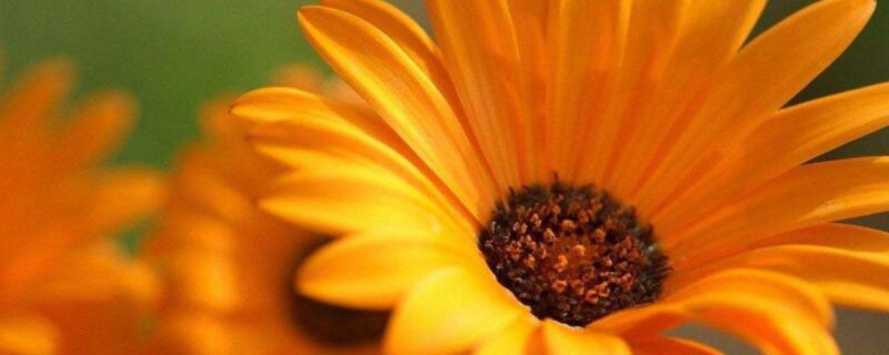 非洲菊开花后怎么修剪（非洲菊需要修剪吗）