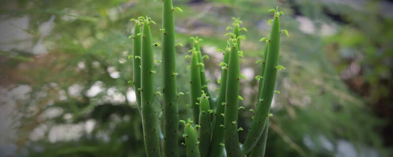 光棍树怎么养殖方法 光棍树的养殖方法和注意事项养殖日记