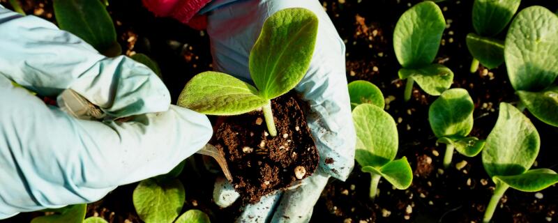 水培蔬菜育苗技术 水培蔬菜苗种