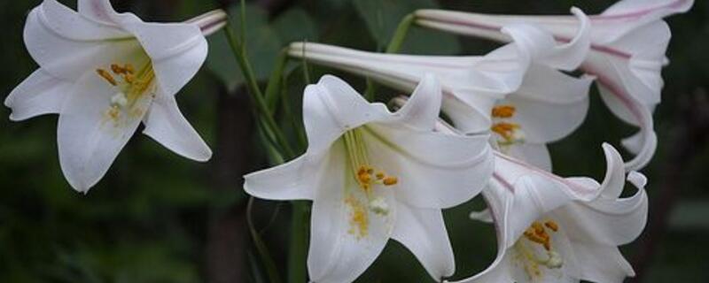 香水百合怎么养 香水百合怎么养植