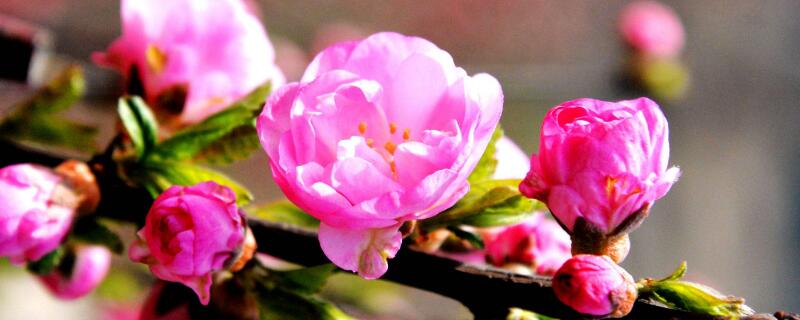 木菊花黄叶子怎么补救 木菊花黄叶怎么办