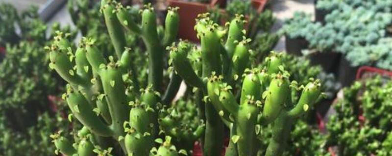 光棍树怎么扦插图解 光棍树扦插方法