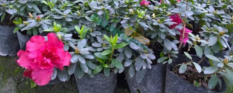 西洋杜鹃冬天怎么养（西洋杜鹃冬天的养殖方法）