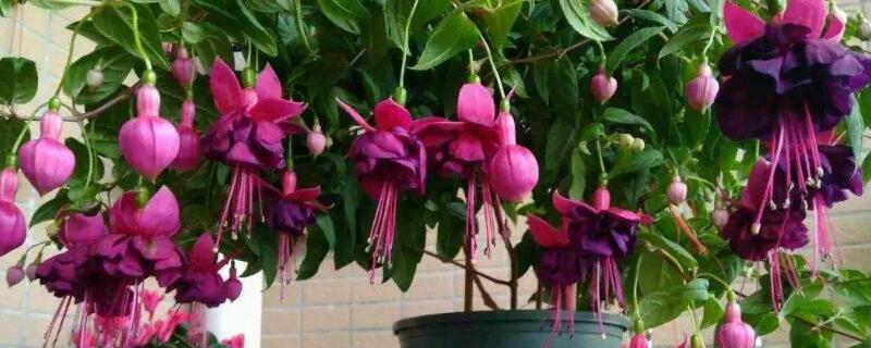 倒挂金钟用什么化肥 倒挂金钟用什么肥料方法和注意事项