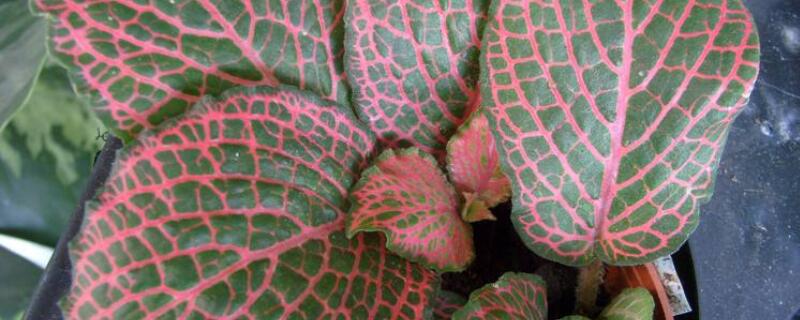 红网纹吊兰的养殖方法（网纹吊兰怎么养）