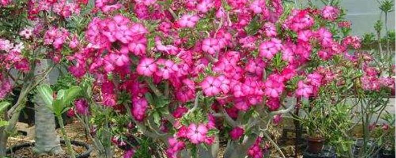 沙漠玫瑰黄叶是什么原因 沙漠玫瑰黄叶子是什么原因