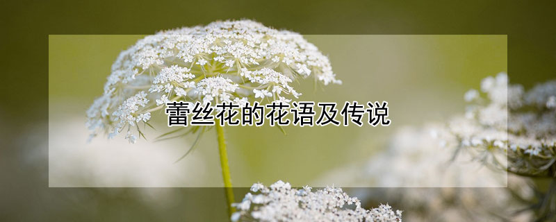 蕾丝花的花语及传说 蕾丝金露花花语传说