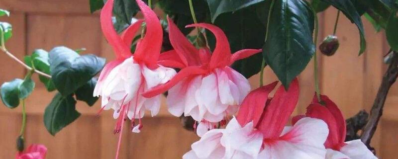 吊钟海棠的种植方法(垂吊海棠怎样种植)