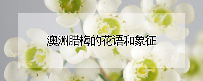 澳洲腊梅的花语和象征 澳州腊梅花语