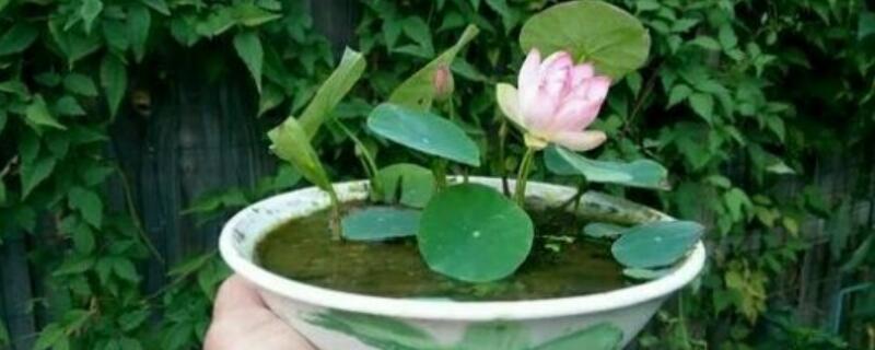 碗莲要怎么样水培（碗莲的养殖方法水培）