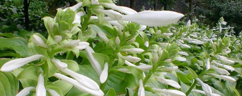 玉簪花冬天养殖方法（盆栽玉簪的冬季养护）