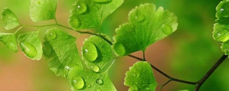 铁线蕨叶子干枯怎么救 铁线蕨根部干枯怎么救