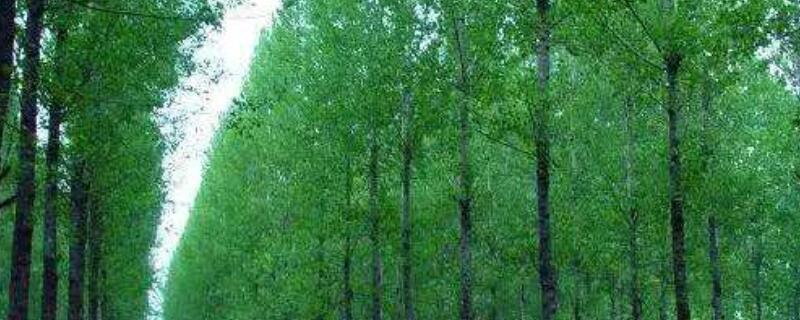 杨树是从日本引进的吗（日本为什么不种杨树）