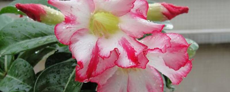 沙漠玫瑰移盆后能晒太阳吗 沙漠玫瑰换完盆能放阳光下吗