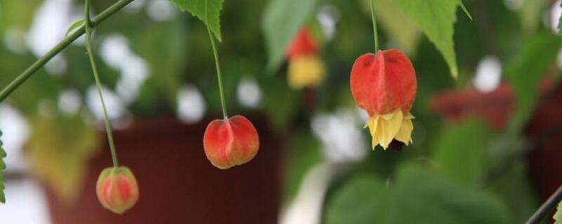 风铃花种植方法 风铃花种植方法和注意事项