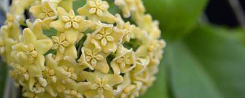 球兰夏天怎么养护 球兰养护注意事项