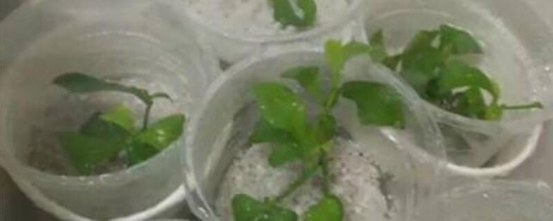 蓝雪花扦插方法和时间（蓝雪花什么季节扦插怎么扦插）