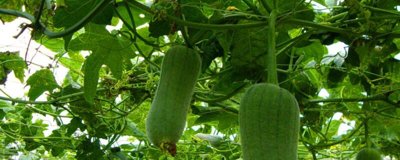 丝瓜怎么修剪（丝瓜怎么修剪枝）