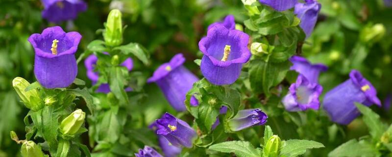 风铃花黄叶怎么处理（金铃花黄叶怎样处理）