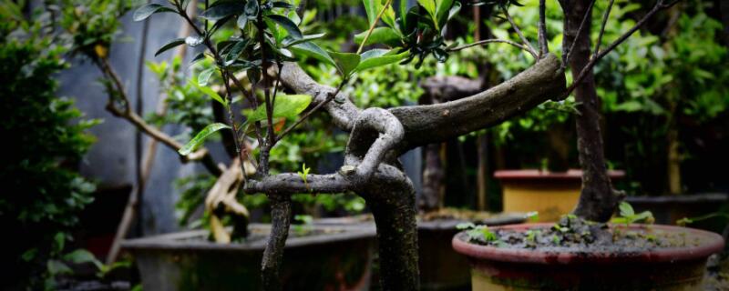 如何让黑骨茶发芽(黑骨茶发芽后芽变黑)