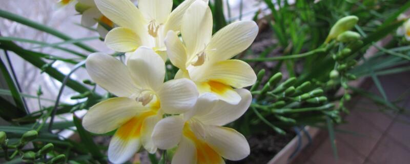 小苍兰开花后怎么处理（小苍兰花后怎么办）