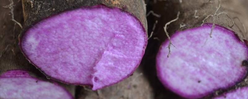 山药变紫色能吃吗 山药变紫色了