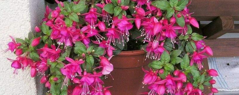 倒挂金钟小苗怎么上盆(倒挂金钟小苗的养殖方法和注意事项)