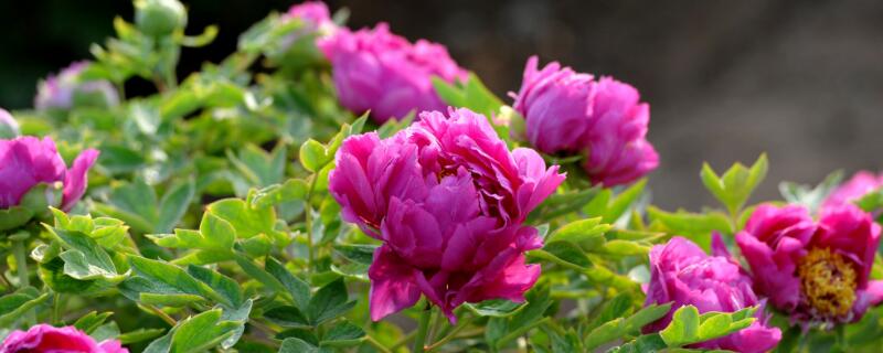 玫瑰花移栽后多久发芽(玫瑰花种植后要多久才能发芽)