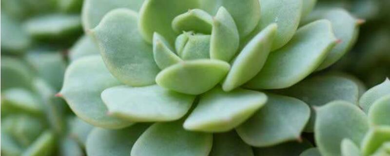 静夜多肉怎么度夏（静夜多肉夏天怎么养）