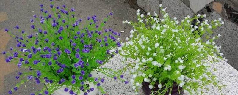 满天星枯萎了怎么救活（满天星有点枯了还能救的活吗）