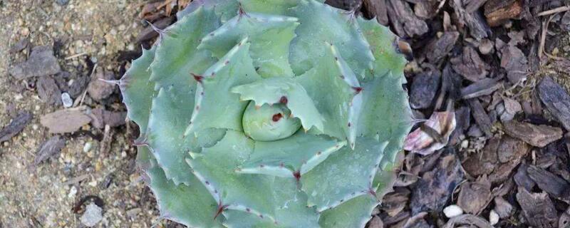 多肉雷神怎么养（多肉雷神能长多大）